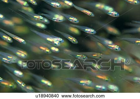 Large group of arrow cardinal fish, Okinawa, Japan View Large Photo Image Stock Image - Large group of arrow cardinal fish, Okinawa, Japan. Fotosearch