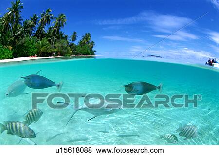 Stock Photo - Large group of pompano swimming in the sea. Fotosearch