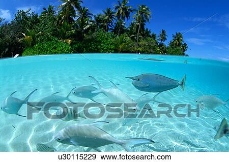 Large group of pompano swimming in the sea View Large Photo Image Stock Photo - Large group of pompano swimming in the sea. Fotosearch
