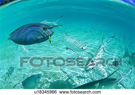 Large group of pompano swimming in the sea View Large Photo Image Stock Photograph - Large group of pompano swimming in the sea. Fotosearch