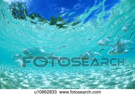 Medium group of pompano swimming in the sea View Large Photo Image Stock Image - Medium group of pompano swimming in the sea. Fotosearch