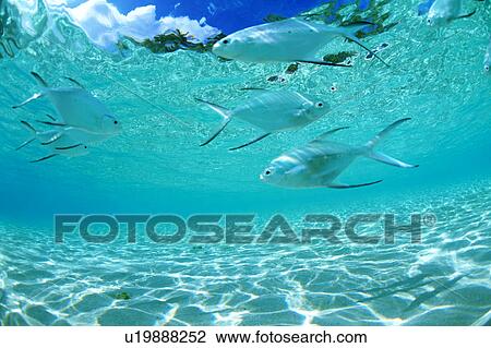 Medium group of pompano swimming in the sea View Large Photo Image Stock Image - Medium group of pompano swimming in the sea. Fotosearch