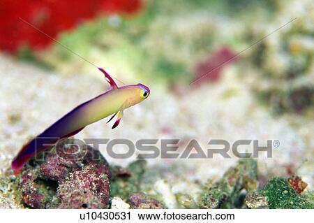 Stock Image - Purple fire goby. Fotosearch