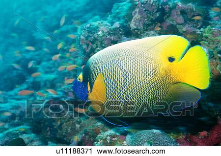 Stock Image - Side view of a blue face angelfish, Maldives. Fotosearch