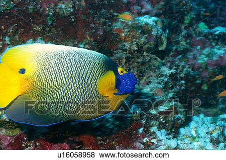 Stock Photo - Side view of a blue face angelfish, Maldives. Fotosearch