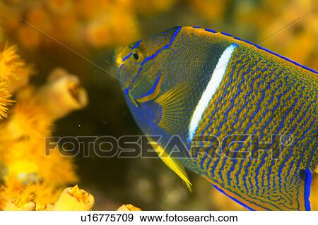 Stock Photo - Side view of a king angelfish, Mexico. Fotosearch