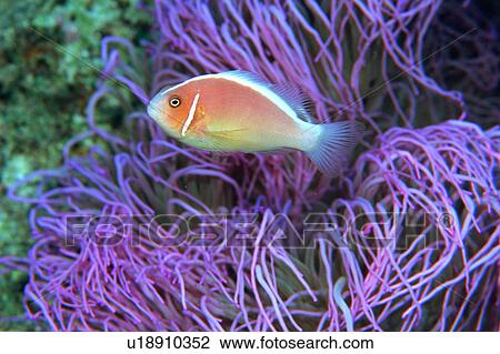 Stock Image - Side view of a pink anemone fish, Okinawa, Japan. Fotosearch