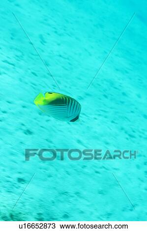 Side view of a threadfin butterfly fish, Okinawa, Japan View Large Photo Image Stock Image - Side view of a threadfin butterfly fish, Okinawa, Japan. Fotosearch