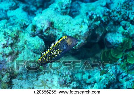 Stock Photography - Side view of a white spotted boxfish, Okinawa, Japan. Fotosearch