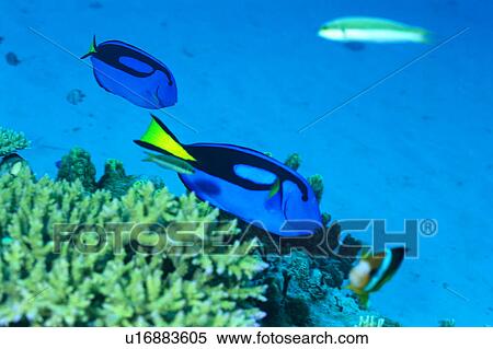 Side view of blue surgeonfish, Okinawa, Japan View Large Photo Image Stock Photography - Side view of blue surgeonfish, Okinawa, Japan. Fotosearch