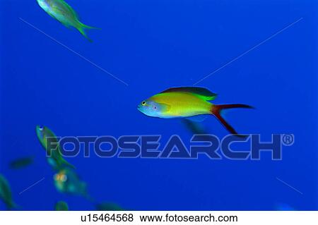 Side view of sea goldie, Okinawa, Japan View Large Photo Image Stock Photo - Side view of sea goldie, Okinawa, Japan. Fotosearch