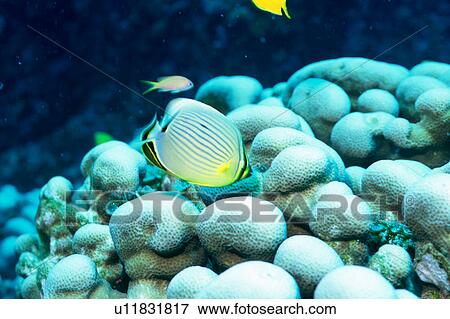Stock Photo - Side view of the melon butterfly fish, Okinawa, Japan. Fotosearch