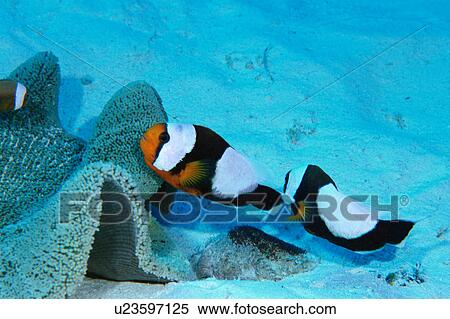 Stock Photography - Side view of the twoband anemone fish, Okinawa, Japan. Fotosearch