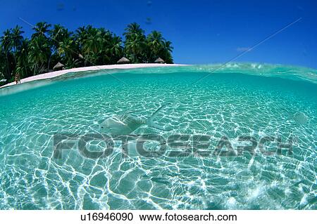Small group of pompano swimming in the sea View Large Photo Image Stock Image - Small group of pompano swimming in the sea. Fotosearch
