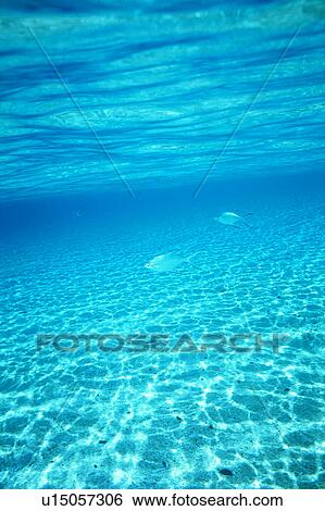 Small group of pompano swimming in the sea View Large Photo Image Stock Photograph - Small group of pompano swimming in the sea. Fotosearch