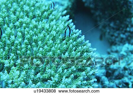 Striped damsel, Okinawa, Japan View Large Photo Image Stock Photo - Striped damsel, Okinawa, Japan. Fotosearch