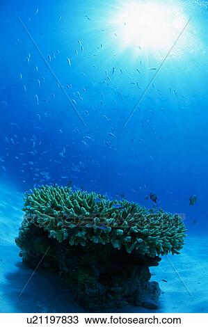 Stock Image - Sun rays falling on coral in the sea, Okinawa, Japan. Fotosearch
