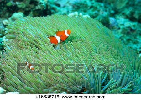 Two clown anemone fishes, Okinawa, Japan View Large Photo Image Stock Photography - Two clown anemone fishes, Okinawa, Japan. Fotosearch