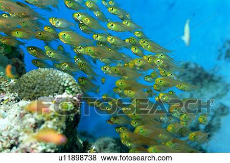 Stock Photo - Yellow glassfish, Okinawa, Japan. Fotosearch