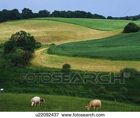 Stock Photo - Goats in pasture. Fotosearch
