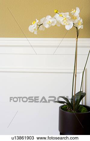 Stock Image - Detail of orchid against two tone wall.. Fotosearch