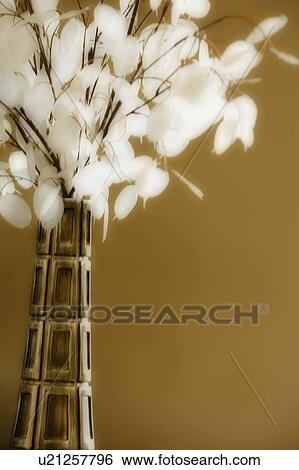 Indoor Plant in Vase View Large Photo Image Stock Photograph - Indoor Plant in Vase. Fotosearch