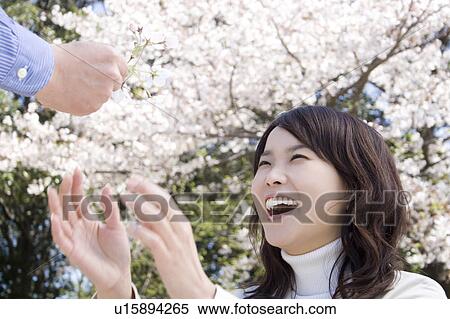 Cherry tree and woman View Large Photo Image Stock Photography - Cherry tree and woman. Fotosearch