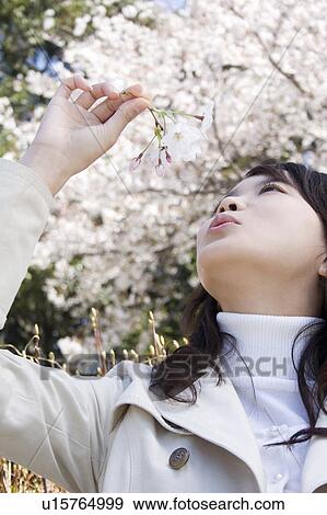 Cherry tree and woman View Large Photo Image Stock Photo - Cherry tree and woman. Fotosearch
