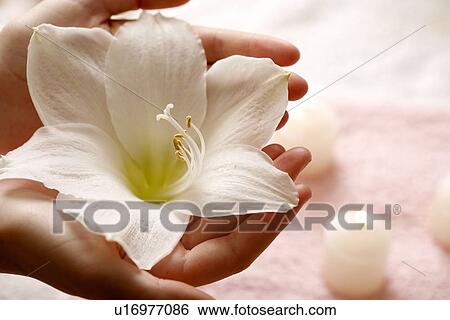 Manicure View Large Photo Image Stock Photograph - Manicure. Fotosearch