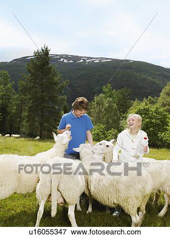 Young girl and young boy smiling and feeding herd of sheep in a field. View Large Photo Image Stock Photo - Young girl and young boy smiling and feeding herd of sheep in a field.. Fotosearch