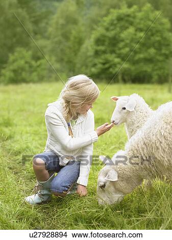 Young girl smiling and crouching by lamb in a field. View Large Photo Image Picture - Young girl smiling and crouching by lamb in a field.. Fotosearch