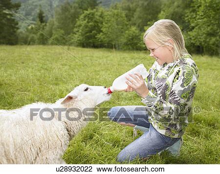 Young girl smiling and feeding a lamb with a bottle in a field. View Large Photo Image Stock Image - Young girl smiling and feeding a lamb with a bottle in a field.. Fotosearch