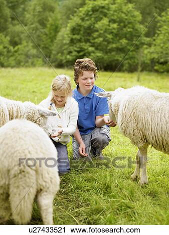 Young boy and young girl smiling and feeding sheep in a field. View Large Photo Image Stock Image - Young boy and young girl smiling and feeding sheep in a field.. Fotosearch