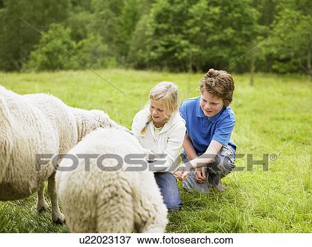 Young boy and young girl smiling and feeding sheep in a field. View Large Photo Image Stock Photo - Young boy and young girl smiling and feeding sheep in a field.. Fotosearch