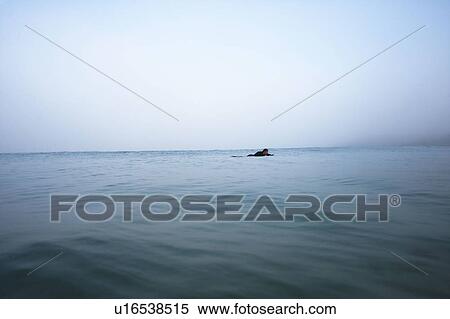 Man lying on surfboard in the water. View Large Photo Image Stock Photography - Man lying on surfboard in the water.. Fotosearch