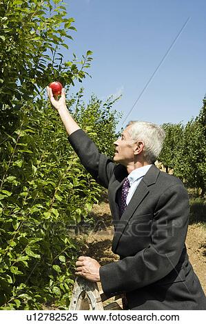 Man picking apple on top of ladder in orchard. View Large Photo Image Stock Photography - Man picking apple on top of ladder in orchard.. Fotosearch