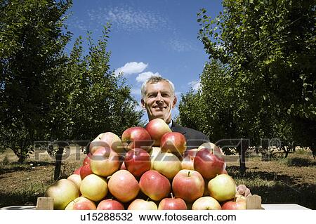Man sitting behind pile of apples in orchard. View Large Photo Image Stock Image - Man sitting behind pile of apples in orchard.. Fotosearch