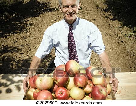 Man sitting behind pile of apples in orchard. View Large Photo Image Stock Image - Man sitting behind pile of apples in orchard.. Fotosearch