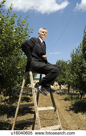 Stock Photography - Man sitting on ladder in orchard.. Fotosearch