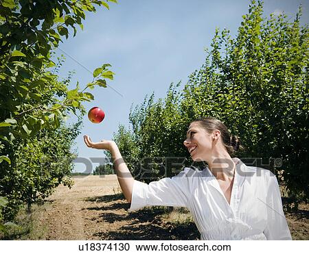 Stock Image - Woman catching apple in orchard.. Fotosearch