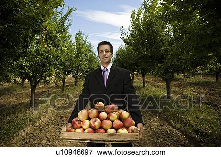 Stock Photo - Man carrying crate of apples in orchard.. Fotosearch