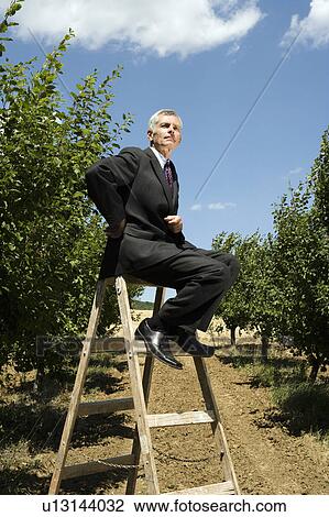 Man sitting on ladder in orchard. View Large Photo Image Stock Image - Man sitting on ladder in orchard.. Fotosearch