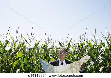 Picture - Businessman with map in cornfield.. Fotosearch
