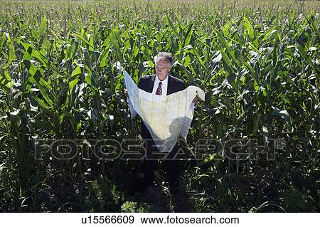 Stock Photo - Businessman with map in cornfield.. Fotosearch