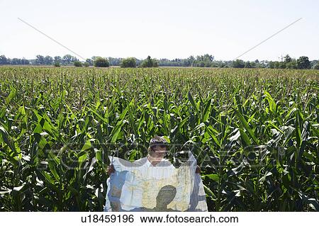 Businessman with map in cornfield. View Large Photo Image Stock Photograph - Businessman with map in cornfield.. Fotosearch