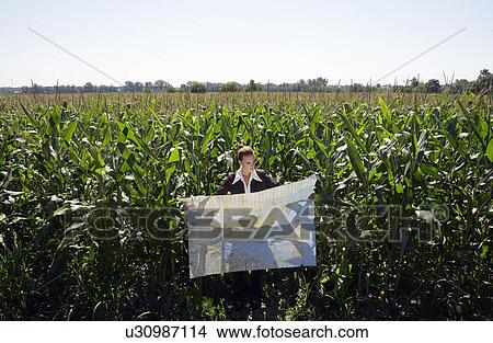 Businesswoman looking at map in cornfield. View Large Photo Image Picture - Businesswoman looking at map in cornfield.. Fotosearch