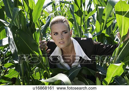 Stock Image - Businesswoman peering through corn.. Fotosearch