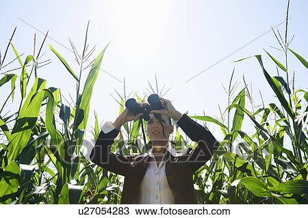 Businesswoman with binoculars in corn field. View Large Photo Image Stock Image - Businesswoman with binoculars in corn field.. Fotosearch