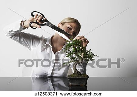 Stock Image - Young business woman at desk pruning Bonsai tree.. Fotosearch