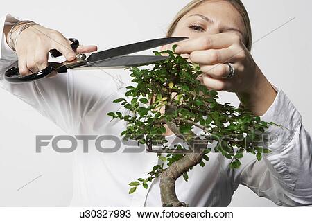 Stock Image - Young business woman at desk pruning Bonsai tree.. Fotosearch